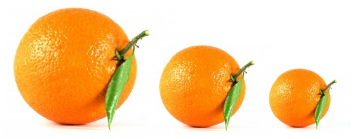 Portion Sizes
